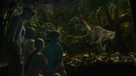 ナイトサファリ